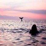 swimtravel avatar