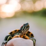 CityTurtles avatar