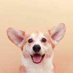 wallywelshcorgi avatar