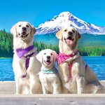 goldenunleashed avatar