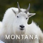 VisitMontana