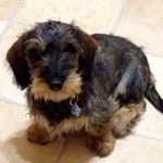 tobysausage avatar